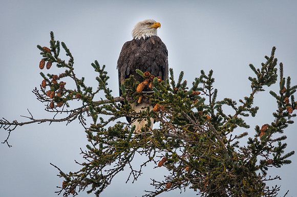 Perched, Bald Eagle, Homer Spit, Alaska