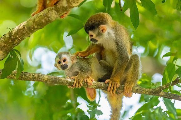 Squirrel Monkey and Baby.  Manuel Antonio National Park, Costa Rica.  Spring 2021.