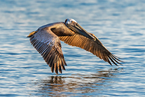 Brown Pelican Skimming the Water.  Playa Del Coco, Costa Rica.  Spring 2021.