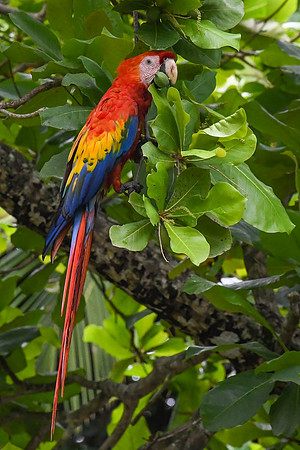 Scarlet Macaw Feeding.  Tarcoles, Costa Rica.  Spring 2021.