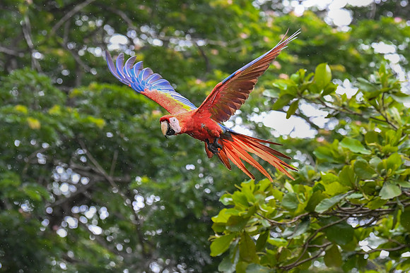 Fly away.  Scarlet Macaw.  tarcoles, Costa Rica.  Spring 2021.