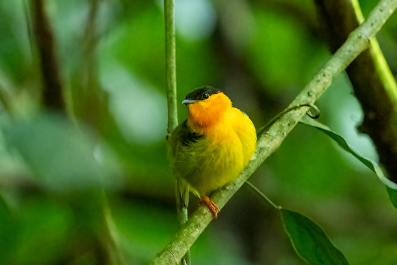 Orange Collared Manakin. Carrara National Park, Costa Rica.  spring, 2021.