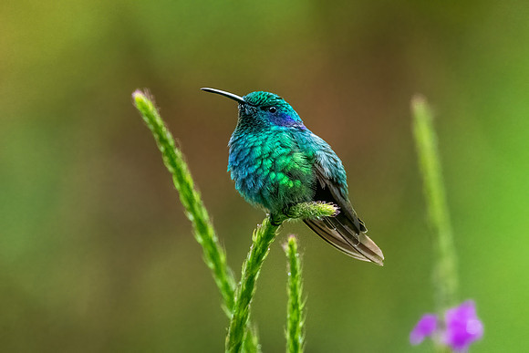 Green Violetear Hummingbird.  Monteverde, Costa Rica.  Spring 2021.