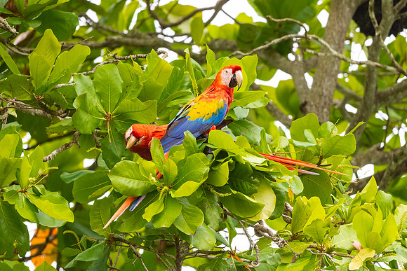 Scarlet Macaws.  Tarcoles, Costa Rica.  Spring 2021.