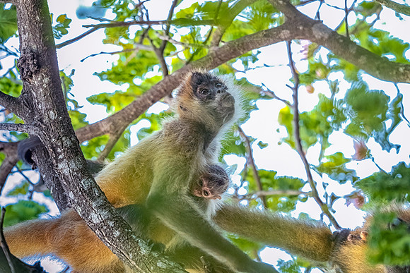 Spider Monkey Carrying Baby. Guanacaste, Costa Rica.  Spring 2021.