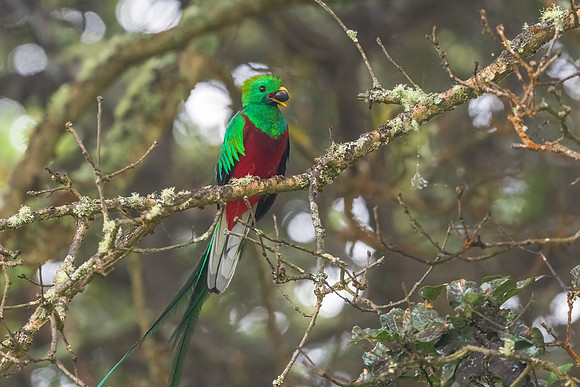 Quetzal with Avocado.  Cartago, Costa Rica.  Spring 2021.