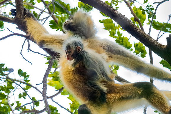 Spider Monkey Carrying Baby. Guanacaste, Costa Rica.  Spring 2021.