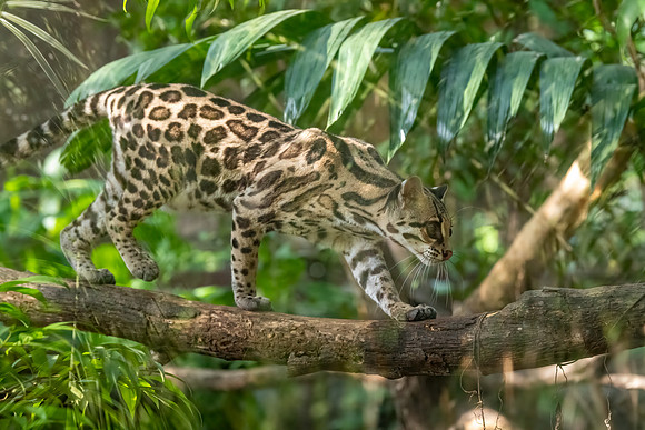 Margay, Guanacaste, Costa Rica. Spring 2021