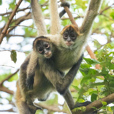 Social Support. Spider Monkey SubAdults.  Guanacaste, Costa Rica.  Spring 2021.