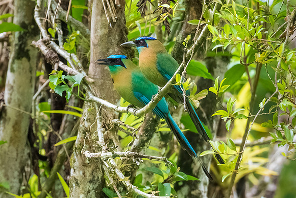 Motmots.  Monteverde, Costa Rica.  Spring 2021.