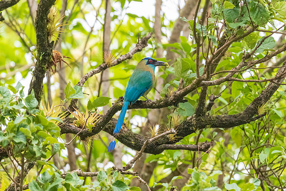 Motmot.  Monteverde, Costa Rica.  Spring 2021.