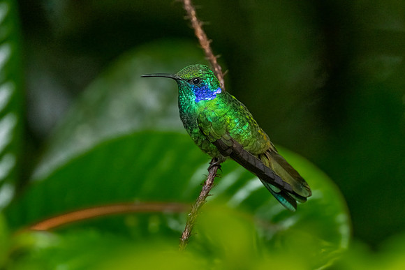 Green Violetear Hummingbird.  Monteverde, Costa Rica.  Spring 2021.