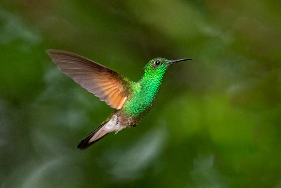 Green Brilliant Hummingbird. MonteverdeSpider Monkey Carrying Baby. Guanacaste, Costa Rica.  Spring 2021.