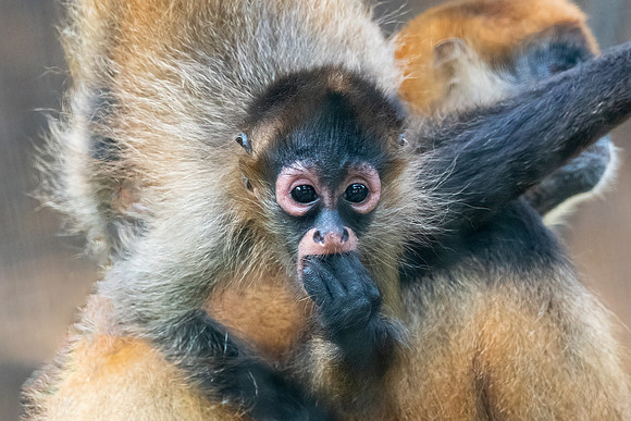Spider Monkey Looking.  Guanacaste, Costa Rica.  Spring 2021.