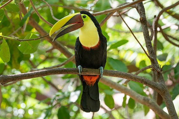 Yellow Throated Toucan.  Monteverde, Costa Rica.  Spring 2021.