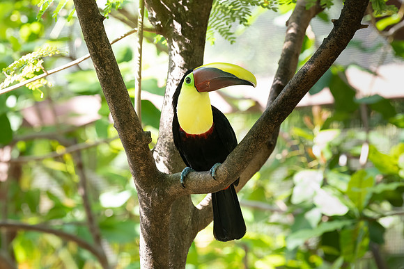 Yellow Throated Toucan.  Monteverde, Costa Rica.  Spring 2021.