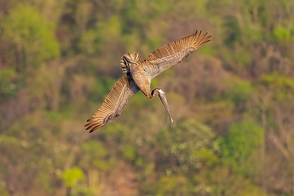 Brown Pelican Diving.  Playa Del Coco, Costa Rica.  Spring 2021.