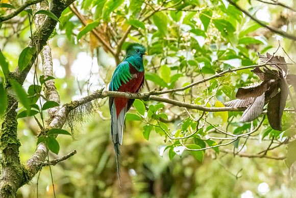 Quetzal Perched.  Cartago, Costa Rica.  Spring 2021.