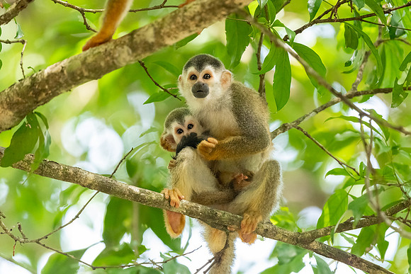 Squirrel Monkey and Baby.  Manuel Antonio National Park, Costa Rica.  Spring 2021.