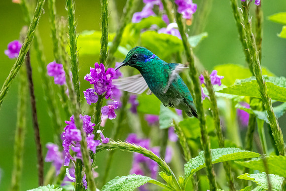 Green Violetear Hummingbird Feeding.  Monteverde, Costa Rica.  Spring 2021.