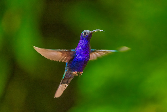 Violet Sabrewing Hummingbird Hovering.  MonteverdeGreen Violetear Hummingbird.  Monteverde, Costa Rica.  Spring 2021.