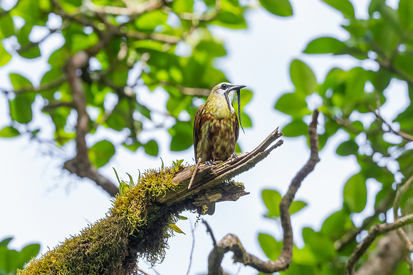 Juvenile Bellbird.  Cararra National Park, Costa Rica. Spring 2021.  Spring 2021.