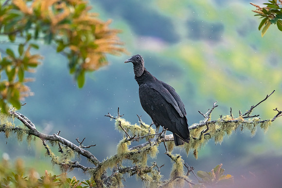 Black Vulture Resting. Monteverde, Costa Rica.  Spring, 2021.