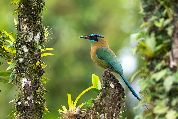 MotMot.  Monteverde, Costa Rica.  Spring 2021.