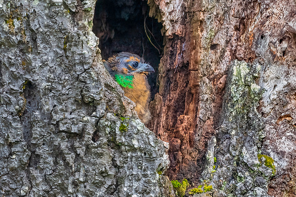 Newborn Quetzal.  Cartago, Costa Rica.  Spring 2021.