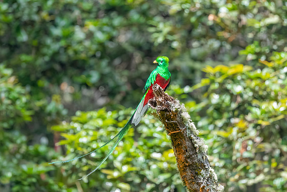 Quetzal Perched.  Cartago, Costa Rica.  Spring 2021.
