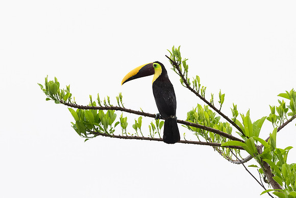 Yellow Throated Toucan.  Monteverde, Costa Rica.  Spring 2021.