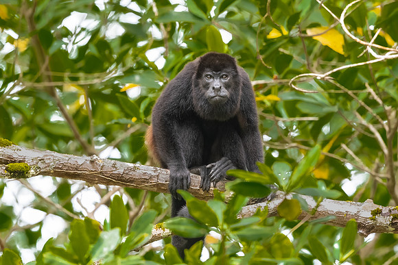 Alpha Howler Monkey Staring.  Tarcoles River, Costa Rica.  Spring 2021.