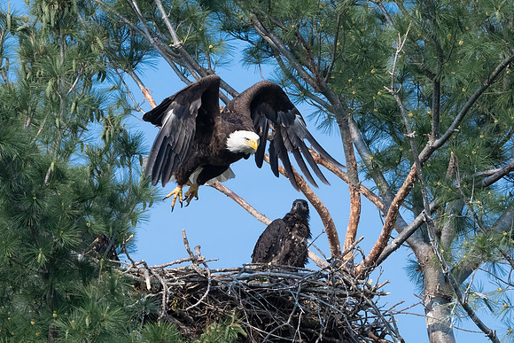 Leaving for Food. Bald Eagle and Eaglet. Eastern Massachusetts. May 2021.