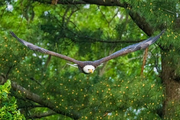 V Formation. Bald Eagle. Eastern Massachusetts. May 2021.