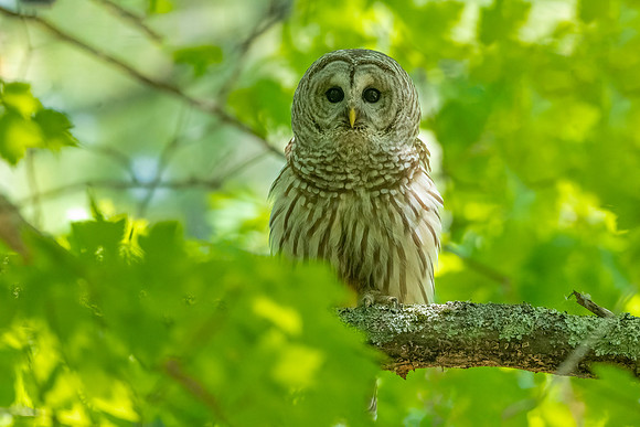 Barred Owl Looking. Merrimack, NH.