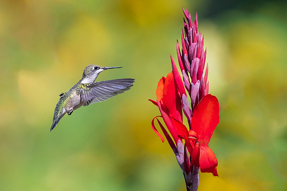 Ruby Throated Hummingbird in Cannas.  Nashua, New Hampshire.