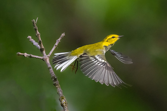 Black-throated Green Warbler Taking Off.  Montrose Bird Sanctuary, Chicago, Illinois.