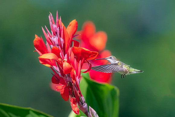 Ruby Throated Hummingbird in Cannas.  Nashua, New Hampshire.