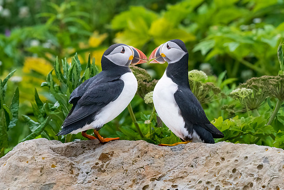 Puffins Clacking. Ile Aux Perroquets