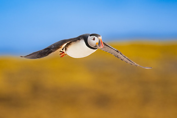 Atlantic Puffin Flying Low Across Kelp.  Ile Aux Perroquets