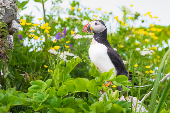 Atlantic Puffin in Flowers, Ile Aux Perroquets