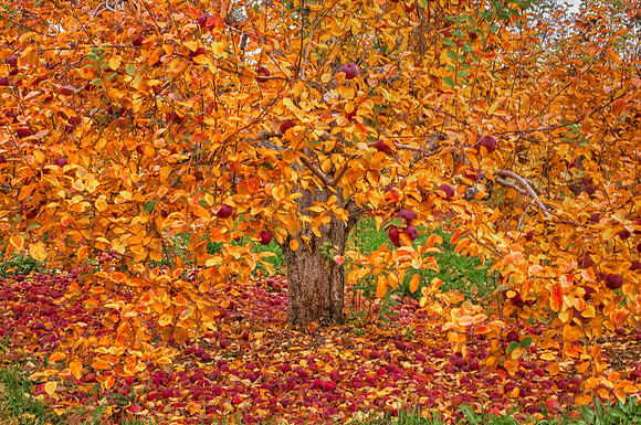Abundance of Apples, Fall 2016, Hollis, NH