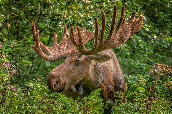 Bull Moose, Eagle River, Alaska