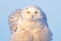 Snowy Owl Head Shot.  Hampton Beach, NH.