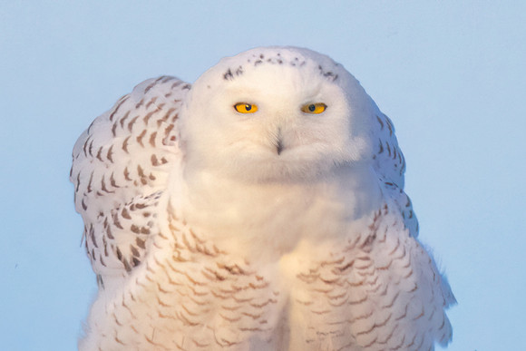 Snowy Owl Head Shot.  Hampton Beach, NH.