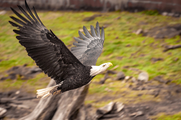 Take Off, Bald Eagle, Sitka, Alaska