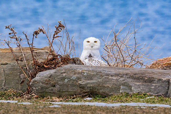 Peek a Boo, Snowy Owl, NH Seacoast 2017-18