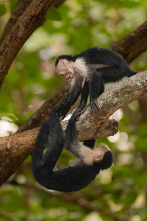 Cooperation. White-faced Monkey, Playa Conchal, Costa Rica, March 2022.