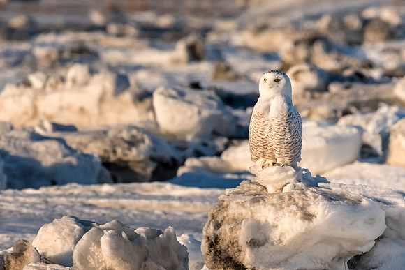 Mary Roosting in Frozen Marsh, Massachusetts Seacoast, 2017-18
