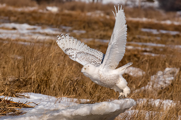 Off to Hunt, Massachusetts Seacoast, 2017-18